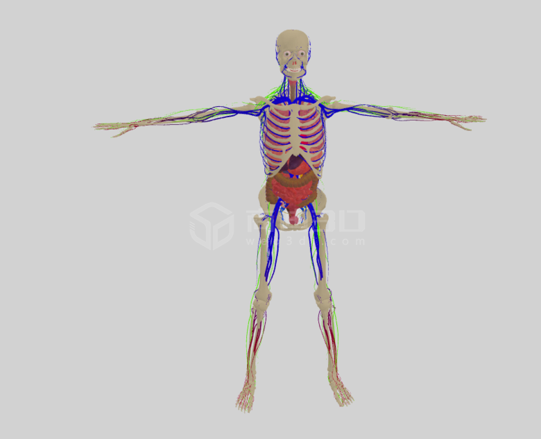 人体解剖.png