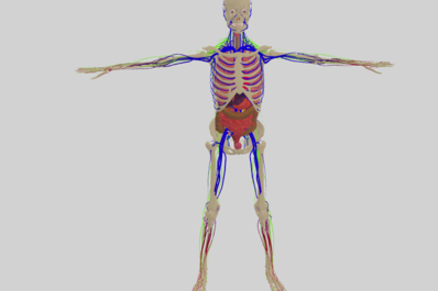 3D医学解剖三维可视化