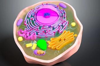 细胞3d建模进行理论数字化可视化